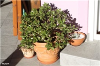 cdc11228-IMG_6355 krasula ovata.jpg